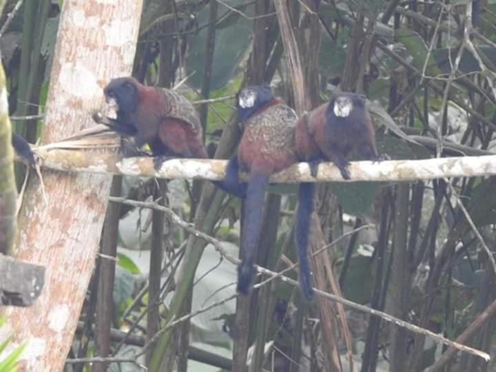 Misahualli Laguna Paikawe B&B Zimmer foto