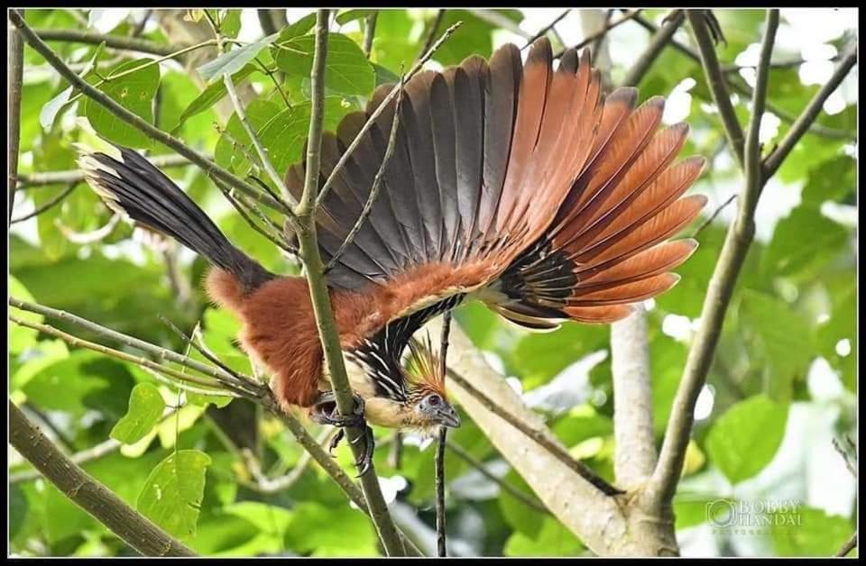 Misahualli Laguna Paikawe B&B Zimmer foto